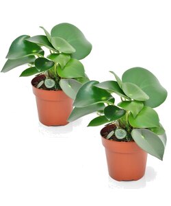 Peperomia Raindrop - Set of 2 - Hanging plant - ø12cm - Height 20-30cm