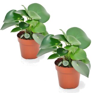 Peperomia Raindrop - Set de 2 - Pot 12cm - Hauteur 20-30cm