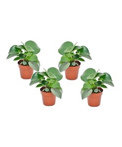 Peperomia Raindrop - Set of 4 - Hanging plant - ø12cm - Height 20-30cm