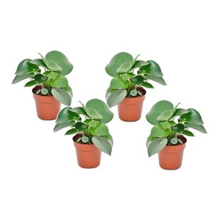Peperomia Raindrop - Set of 4 - Hanging plant - ø12cm - Height 20-30cm