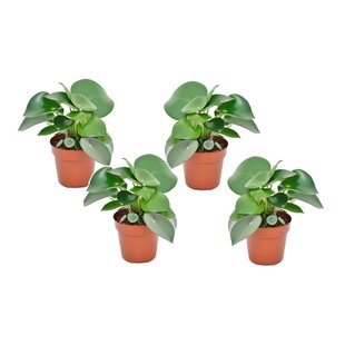 Peperomia Raindrop - Set of 4 - Hanging plant - Pot 12 cm - Height 20-30 cm