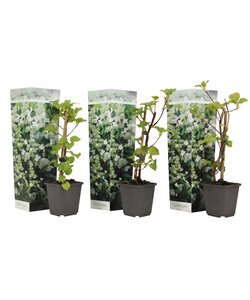 Hydrangea hortensie Petiolaris - 3er Set - Kletterpflanze - ⌀9cm - Höhe 25-40cm