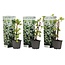 Hydrangea hortensie Petiolaris - 3er Set - Kletterpflanze - ⌀9cm - Höhe 25-40cm