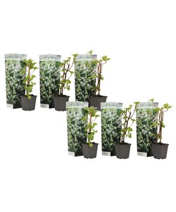 Hydrangea hortensie Petiolaris - 6er Set - Kletterpflanze - ⌀9cm - Höhe 25-40cm