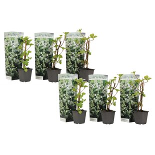 Hydrangea hortensie Petiolaris - 6er Set - Kletterpflanze - ⌀9cm - Höhe 25-40cm