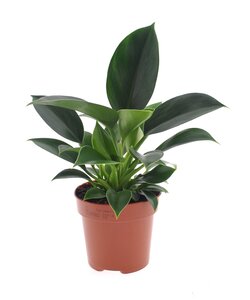 Philodendron 'Princesse verte' - Pot 12cm - Hauteur 20-30cm