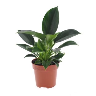 Philodendron 'Princesse verte' - Pot 12cm - Hauteur 20-30cm