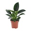 Philodendron 'Green Princess' - Pot 12cm - Hoogte 20-30cm