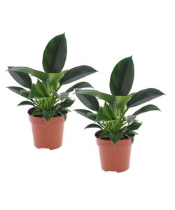 Philodendron Green Princess - Juego de 2 - Maceta 12cm - Altura 20-30cm