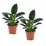 Philodendron Green Princess - Juego de 2 - Maceta 12cm - Altura 20-30cm
