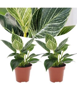 Philodendron 'White Wave' - Set of 2 - Houseplant - ø12cm - Height 20-30cm