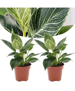Philodendron 'White Wave' - Set of 2 - Houseplant - Pot 12cm - Height 20-30cm