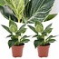 Filodendro 'White Wave' - Philodendron - Set di 2 - Vaso 12cm - Altezza 20-30cm