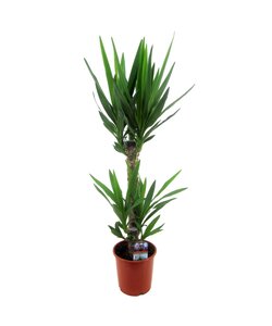 Yucca Elephantipes - Indoor Palm - ø17cm - Height 70-80cm