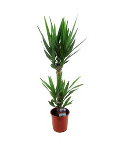 Yucca Elephantipes - Planta de interior - Maceta 17 cm - Altura 70-80cm