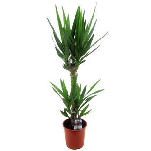Yucca Elephantipes - Palmlilie - Zimmerpflanze - Topf 17cm - Höhe 70-80cm