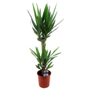 Yucca Elephantipes - Pot 17 cm - Height 70-80cm