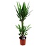 Yucca Elephantipes - Palmlelie - Kamerpalm - Pot 17cm - Hoogte 70-80cm