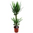 Yucca Elephantipes - Palmlilie - Zimmerpflanze - Topf 17cm - Höhe 70-80cm