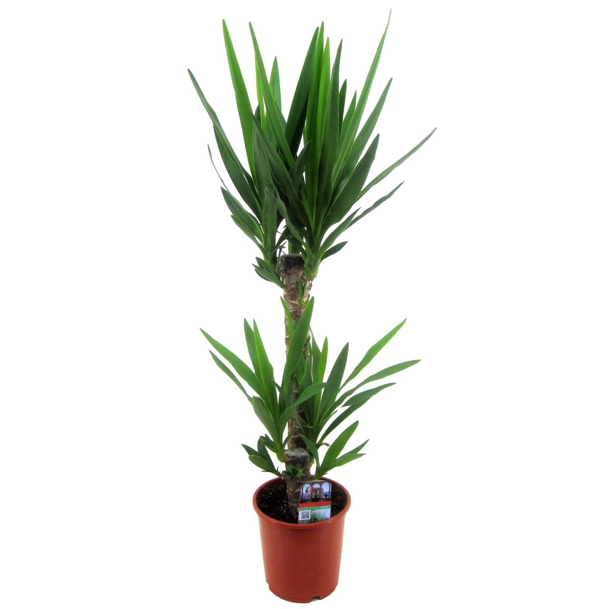 Yucca Elephantipes - Palme zimmerpflanze groß - Topf 17cm - Höhe 70-80cm -  FloraStore
