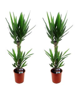 Yucca Elephantipes - 2er Set - Palmlilie - Topf 17cm - Höhe 70-80cm