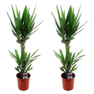 Yucca Elephantipes - Palmlelie - Set van 2 - Kamerpalm - ⌀17cm - Hoogte 70-80cm