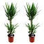 Yucca Elephantipes - Set of 2 - Indoor Palm - ø17cm - Height 70-80cm