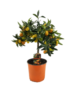 Citrus Kumquat - Albero di limone resistente - Vaso 19cm - Altezza 50-60cm