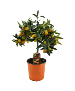 Citrus Kumquat - Citroenboom winterhard - Pot 19cm - Hoogte 50-60cm