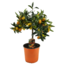 Citrus Kumquat - Lemon tree hardy - ø19cm - Height 50-60cm