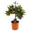 Citrus Kumquat - Zitronenbaum winterhart - Topf 19cm - Höhe 50-60cm