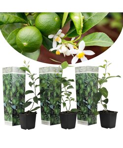 Citrus Aurantifolia Lemon - Set of 3 - ø9cm - Height 25-40cm