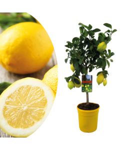 Citrus Limon - Citroenboom - Pot 19cm - Hoogte 60-70cm