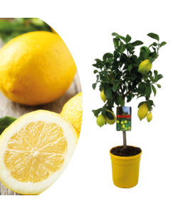 Citrus Limon - Zitronenbaum - Topf 19cm - Höhe 60-70cm