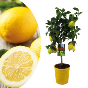 Citrus Limon - Citronnier - Pot 19cm - Hauteur 60-70cm