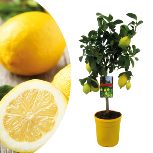 Citrus Limon - Zitronenbaum - Topf 19cm - Höhe 60-70cm