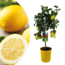 Citrontræ 'Citrus Limon' på Stam - Frugttræ - ø19cm - Højde 60-70cm