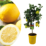 Citrus Limon - Citroenboom - Pot 19cm - Hoogte 60-70cm