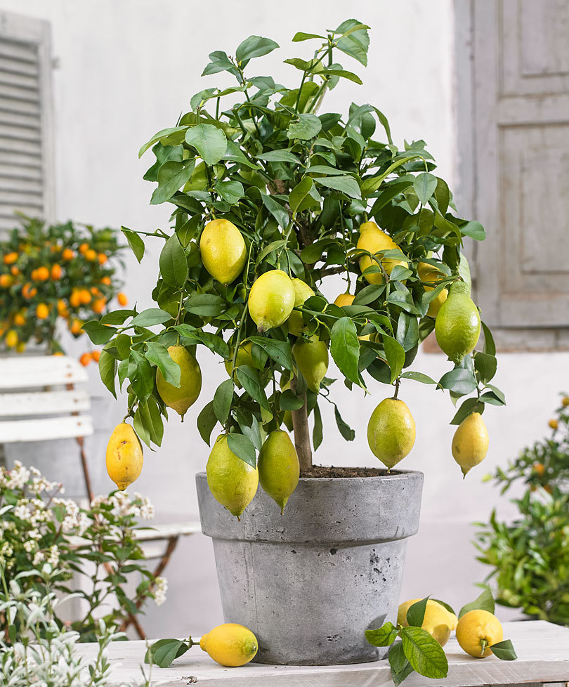 Citrus Limon Topf Zitronenbaum - - Höhe FloraStore 19cm 60-70cm - -