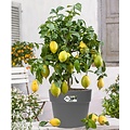 Citrus Limon - Citronnier - Pot 19cm - Hauteur 60-70cm