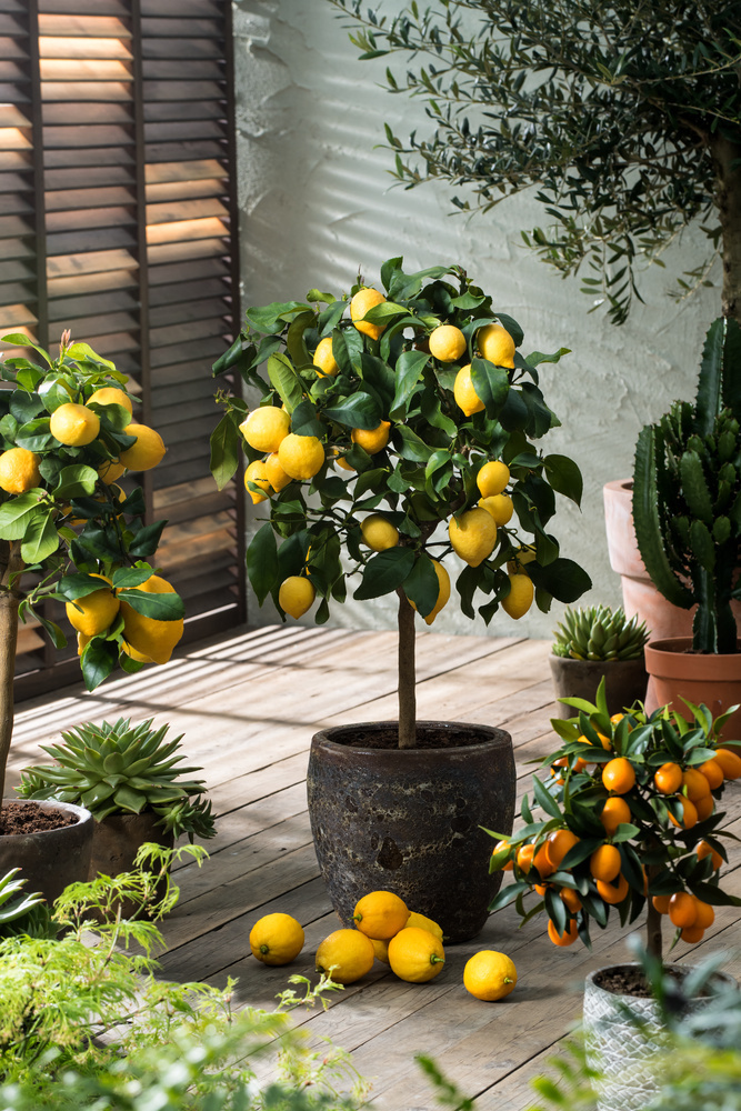 - Höhe - - Limon Zitronenbaum - 19cm Citrus 60-70cm Topf FloraStore