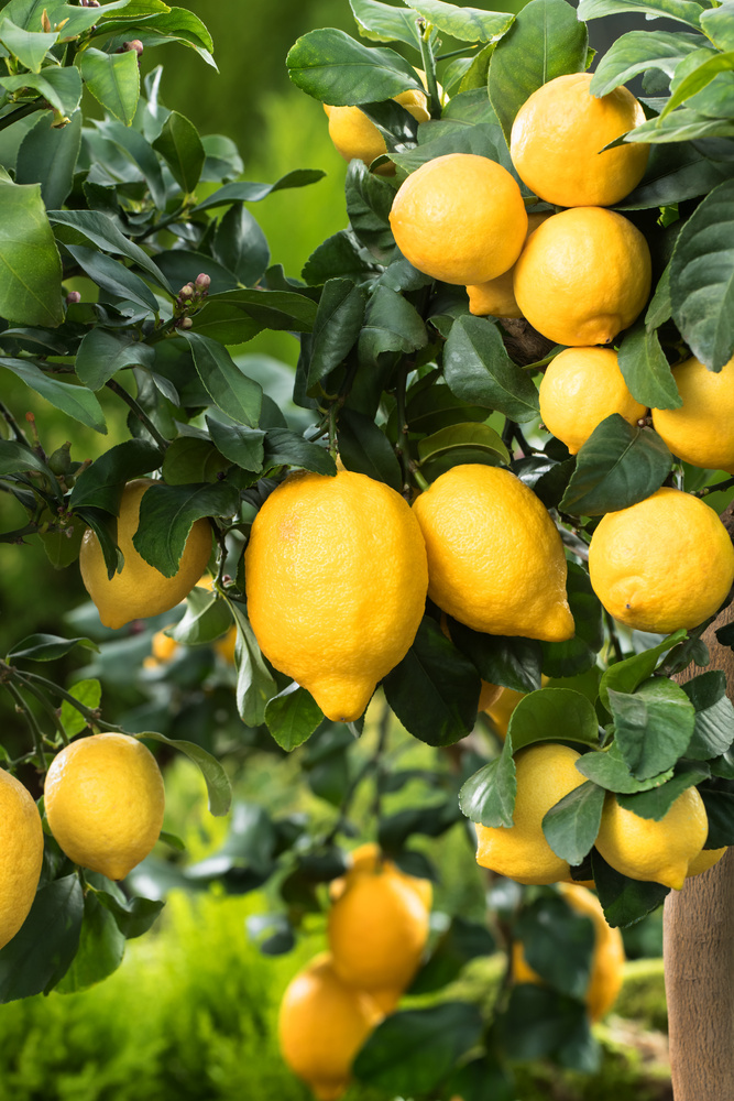 Citrus Limon - Citronnier - Pot 19cm - Hauteur 60-70cm - FloraStore