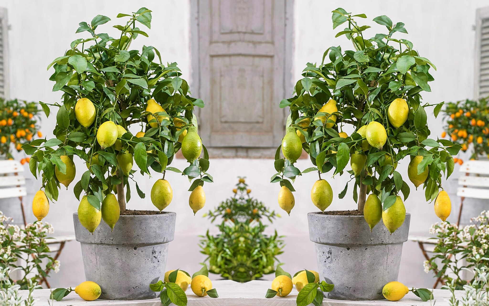 Citrus Limon - - - - Höhe Zitronenbaum Topf FloraStore 60-70cm 19cm