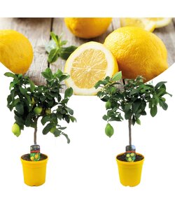 Citrontræ 'Citrus Limon' på Stam - Sæt med 2 - Frugttræ - ø19cm - Højde 60-70cm