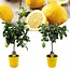 Citrus Limon - Citroenboom - Set van 2 - Pot 19cm - Hoogte 60-70cm
