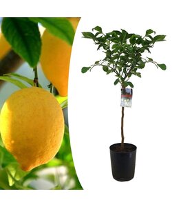 Citrus Limon XL stamme - Citrontræ - ⌀19cm - Højde 100-120cm