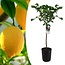 Citrus Limon XL Stamm - Zitronenbaum - Topf 19cm - Höhe 100-120cm