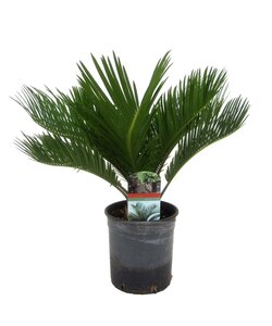 Cycas Revoluta - Japanischer Sagopalm - Topf 15cm - Höhe 45-60cm