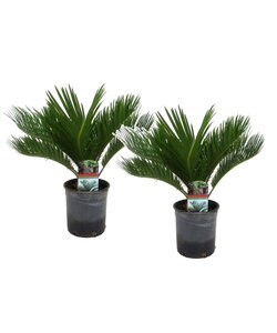 Cycas Revoluta - Set di 2 - Palma felce - ⌀15cm - Altezza 45-60cm