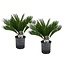 Cycas Revoluta - Set van 2 - Varenpalm - Pot 15cm - Hoogte 45-60cm